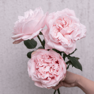 Yuyi Gardens Garden Rose – Wholesale Premium Roses
