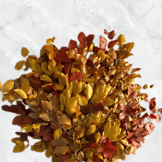 Copper Beech Fall Mix Italy Natural (Preserved Fall Foliage)