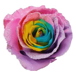 Rainbow Candy 1 Rose Tinted (Fresh Cut)