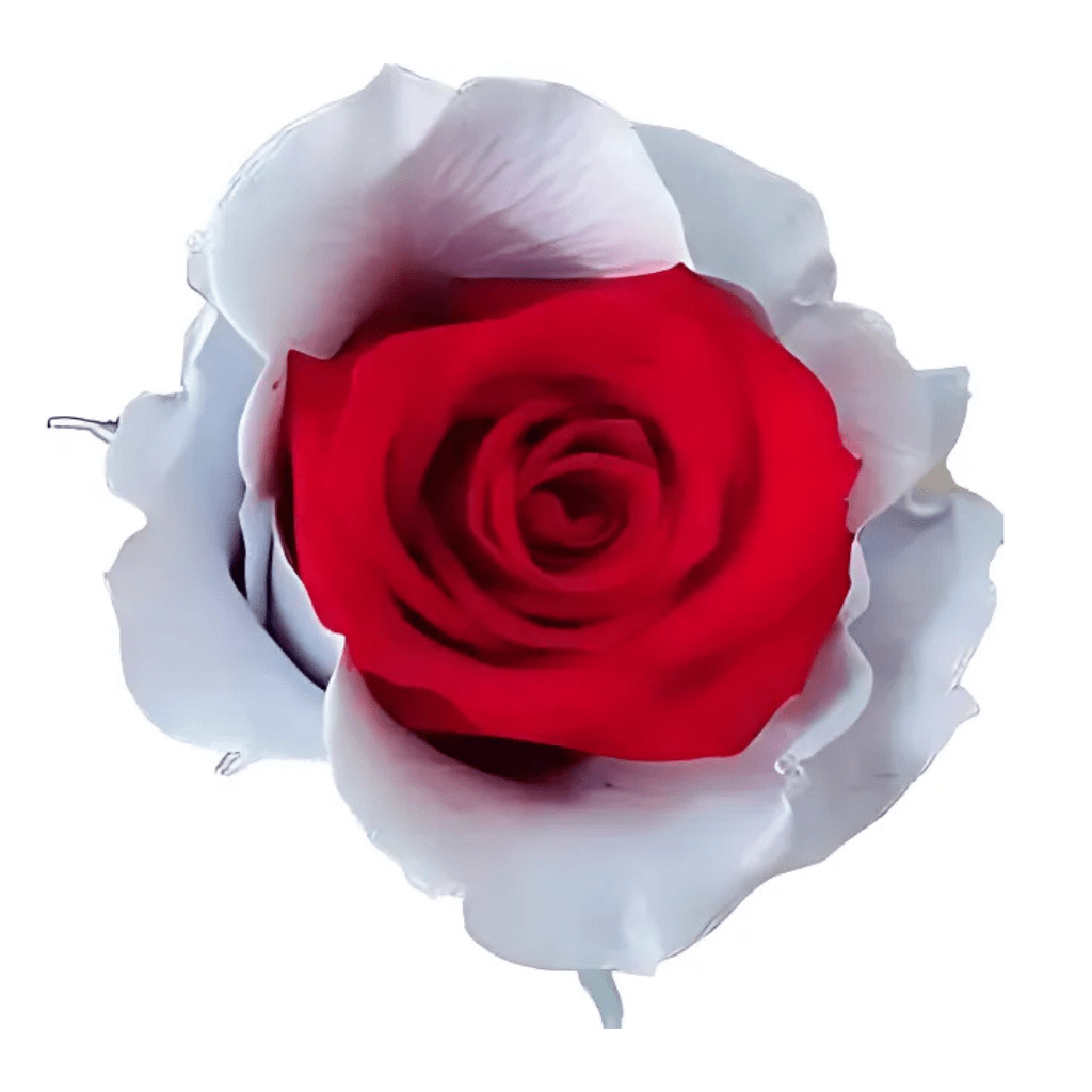 Edge White Rose Tinted (Fresh Cut) – Greenchoice Flowers