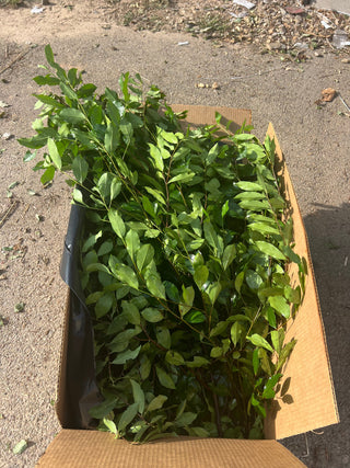 Cherry Laurel Tree Stem Branch Greenery Foliage (Fresh Cut)