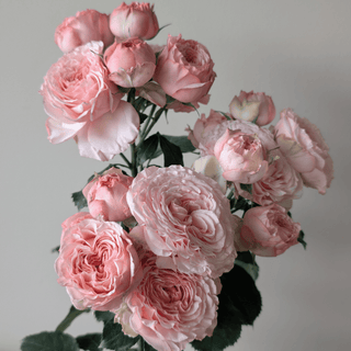 Celia Premium Spray Rose – Fresh Cut Stems