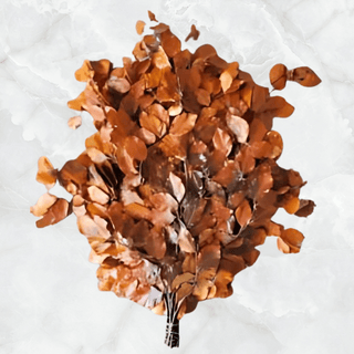 Copper Beech Orange Italy Natural (Preserved Fall Foliage)