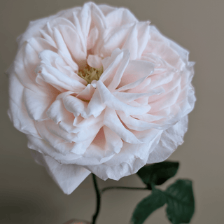 Yuyi Gardens Garden Rose – Wholesale Premium Roses