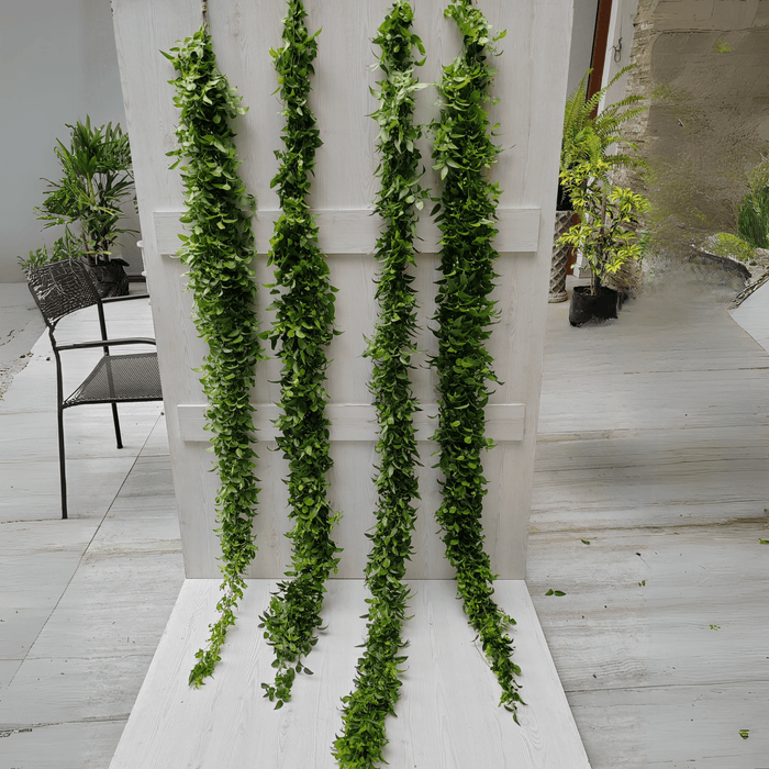 Smilax Garland 🌿 Fresh Wedding Greenery 🌿 | Bulk Natural Vines | 📦 15ft box | ✈ Shipping Included | Eco-Friendly Decor for Arches, Aisles & Events