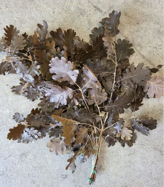 Oak Leaves Brown Italy Natural (Preserved Fall Foliage)