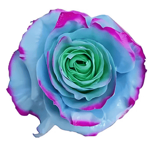 Green Light Blue Edge Rose Tinted (Fresh Cut)