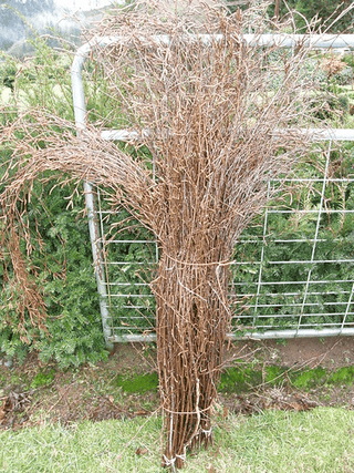 Birch Branches Natural Dried