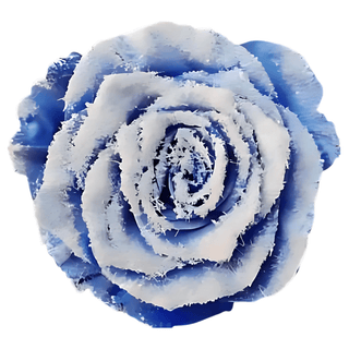 Snowy Blue Rose Tinted (Fresh Cut)