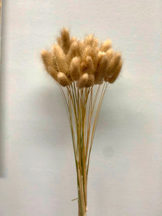 Bunny Tails Dried Natural Preserved