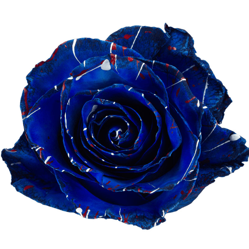 Blue Stars Tinted Patriotic Rose (Fourth of July)
