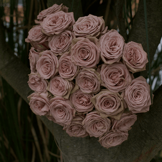 Mocca Rose Fresh Cut – Premium Farm Direct Roses