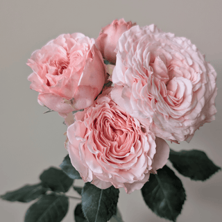 Celia Premium Spray Rose – Fresh Cut Stems