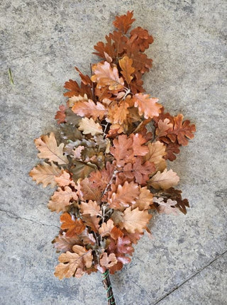 Oak Leaves Orange Italy Natural (Preserved Fall Foliage)