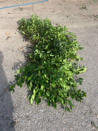 Cherry Laurel Tree Stem Branch Greenery Foliage (Fresh Cut)