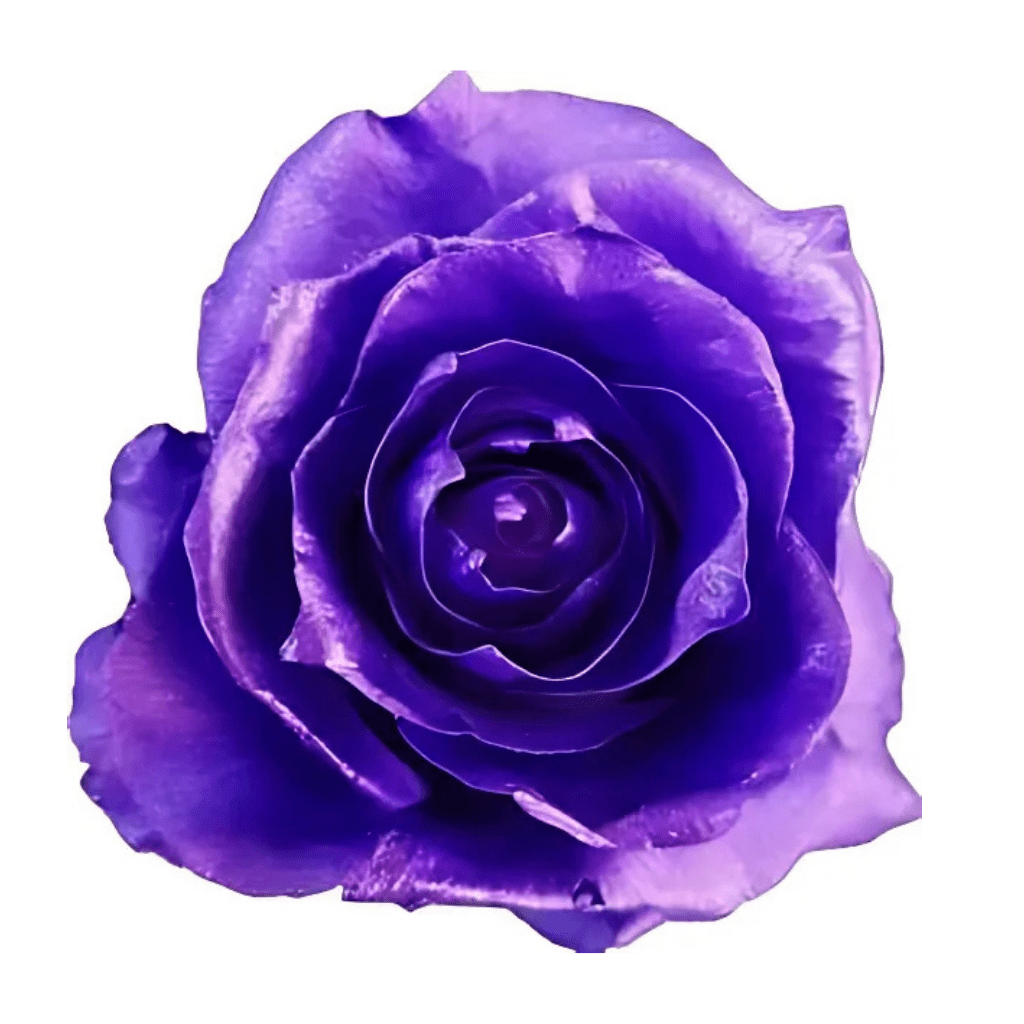 Real Metalic Purple Roses Metallic Purple Ink Rose Tinted (Fresh Cut) – Greenchoice Flowers
