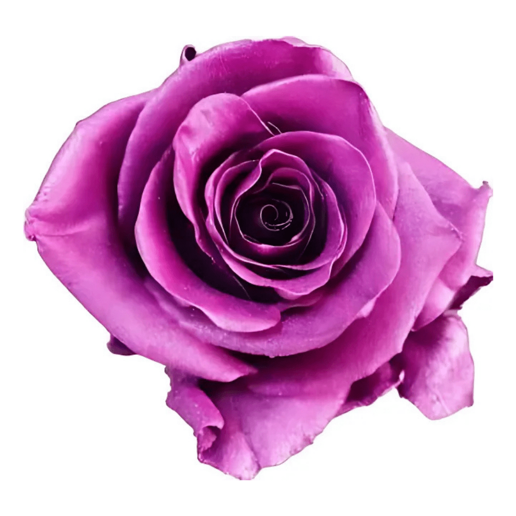 Metallic Pink Rose Tinted (Fresh Cut) – Greenchoice Flowers