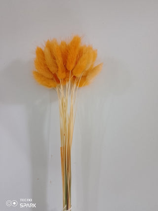 Bunny Tails Dried Natural Preserved