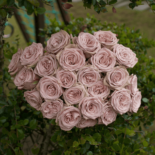 Mocca Rose Fresh Cut – Premium Farm Direct Roses