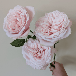 Yuyi Gardens Garden Rose – Wholesale Premium Roses