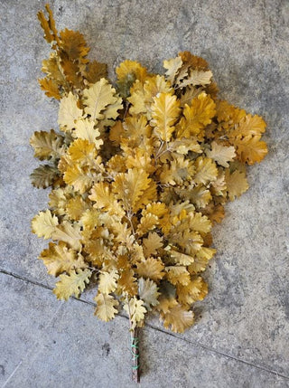 Oak Leaves Yellow Italy Natural (Preserved Fall Foliage)