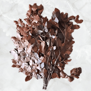 Copper Beech Burgundy Italy Natural (Preserved Fall Foliafe)