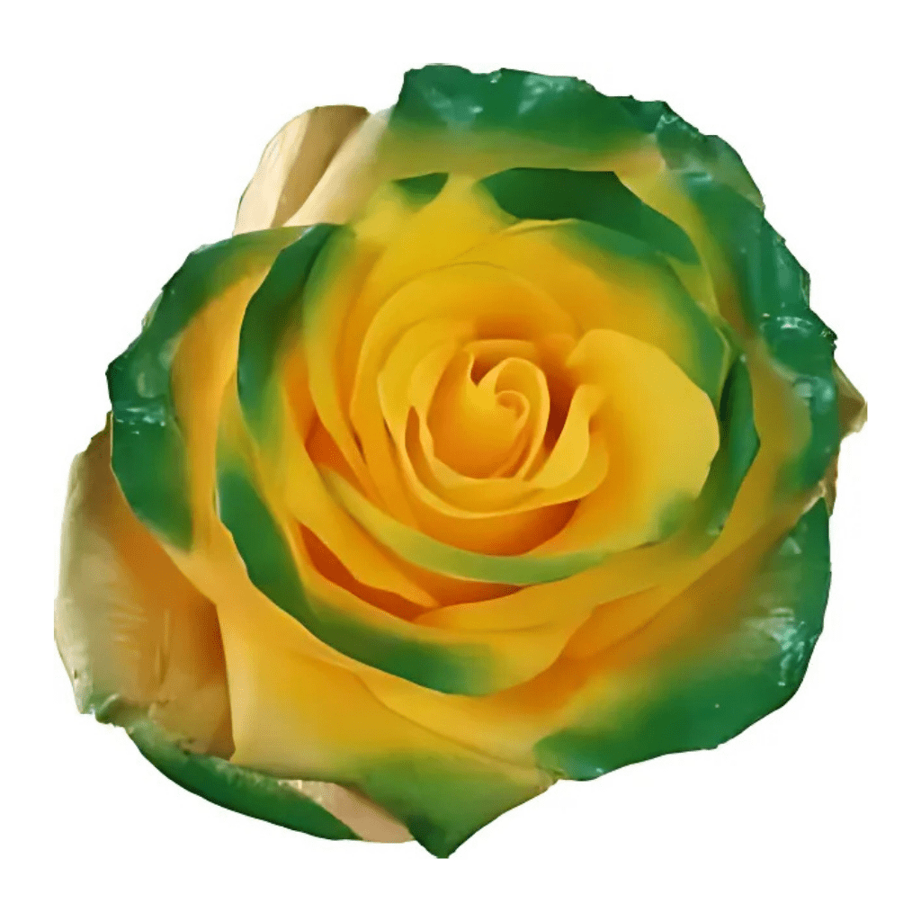 Goblin Rose Tinted (Fresh Cut) – Greenchoice Flowers