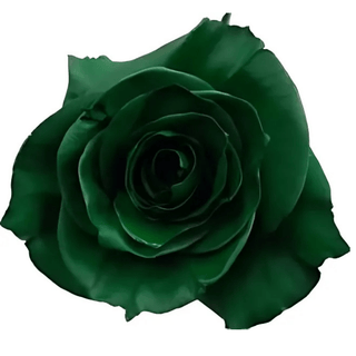 Green Rose Tinted (Fresh Cut)