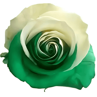 Green & White Rose Tinted (Fresh Cut)