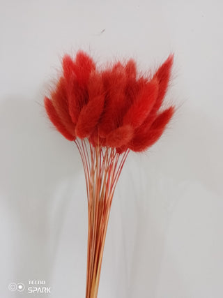 Bunny Tails Dried Natural Preserved