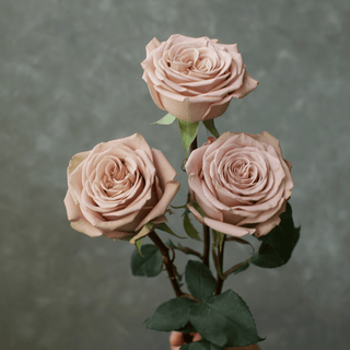 Mocca Rose Fresh Cut – Premium Farm Direct Roses