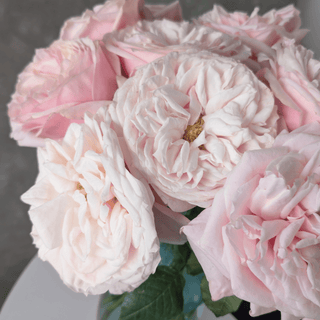 Yuyi Gardens Garden Rose – Wholesale Premium Roses