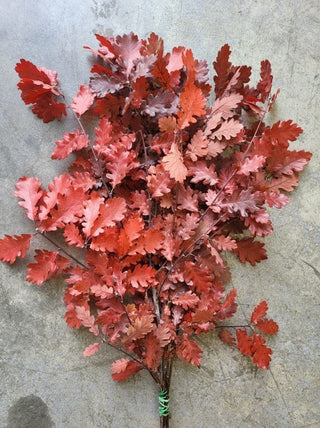 Oak Leaves Red Italy Natural (Preserved Fall Foliage)