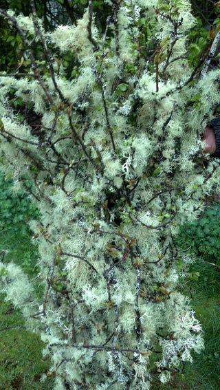 Grandma's Apple Tree Mossy Branches (Lichen & Moss)