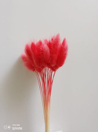 Bunny Tails Dried Natural Preserved