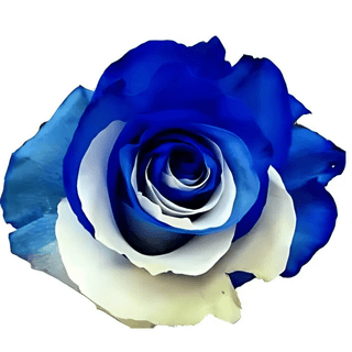 Blue & White Rose Tinted (Fresh Cut)