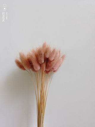 Bunny Tails Dried Natural Preserved