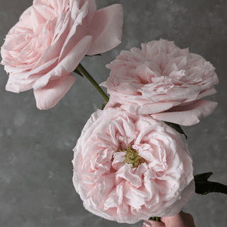Yuyi Gardens Garden Rose – Wholesale Premium Roses