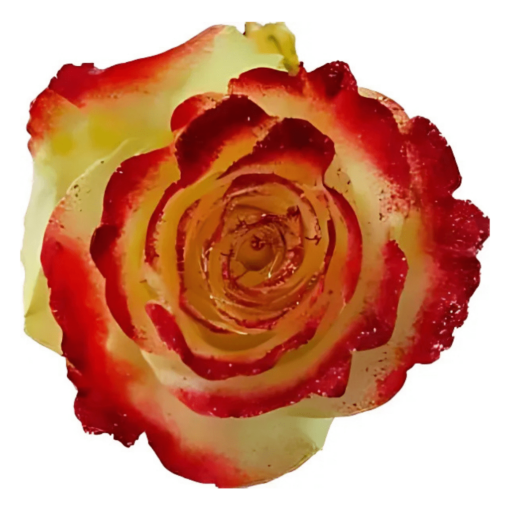 Burning Sun Rose Tinted (Fresh Cut) – Greenchoice Flowers