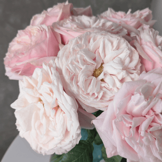 Yuyi Gardens Garden Rose – Wholesale Premium Roses