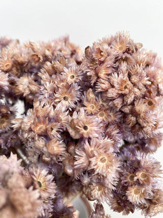 Andean Aster Dried Natural Preserved