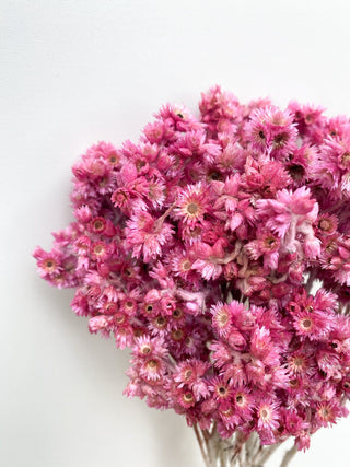 Andean Aster Dried Natural Preserved