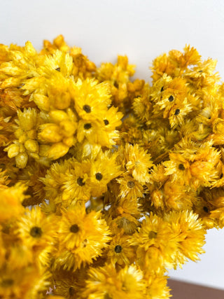 Andean Aster Dried Natural Preserved