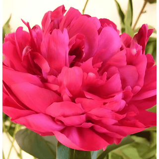 Adolphe Rousseau - Patagonia Peonies Flowers | Fresh-Cut Wholesale Peony (October - November - December)
