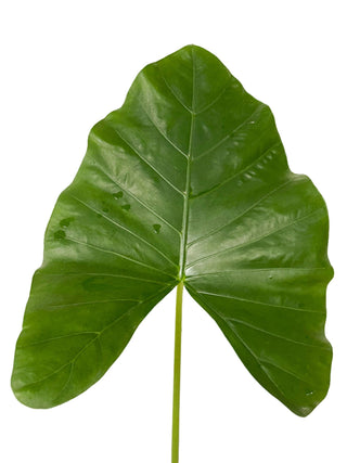 Alocasia Large Green