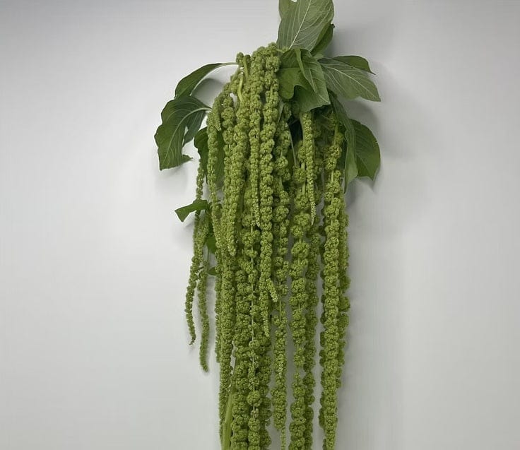 hanging amaranthus plant Fresh Green Hanging Amaranthus