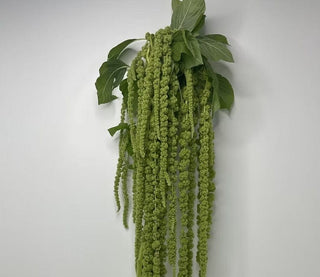 Fresh Green Hanging Amaranthus | Cascading Greenery for Weddings & Events