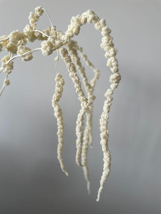 Amaranthus Bleached Dried Natural Preserved