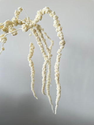 Amaranthus Bleached Dried Natural Preserved