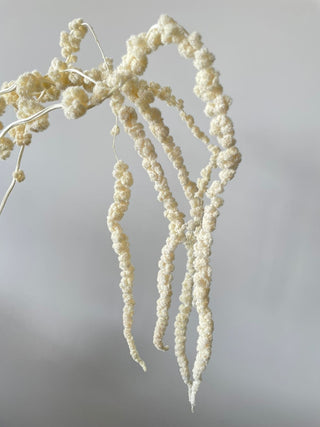 Amaranthus Bleached Dried Natural Preserved